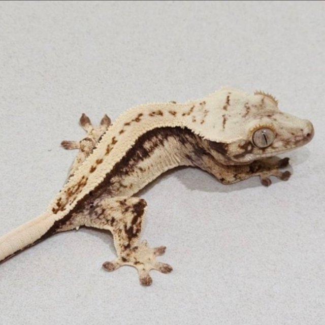 노멀 쿼드 화이트스팟