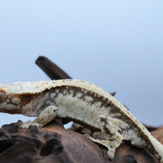 노멀 쿼드 화이트스팟