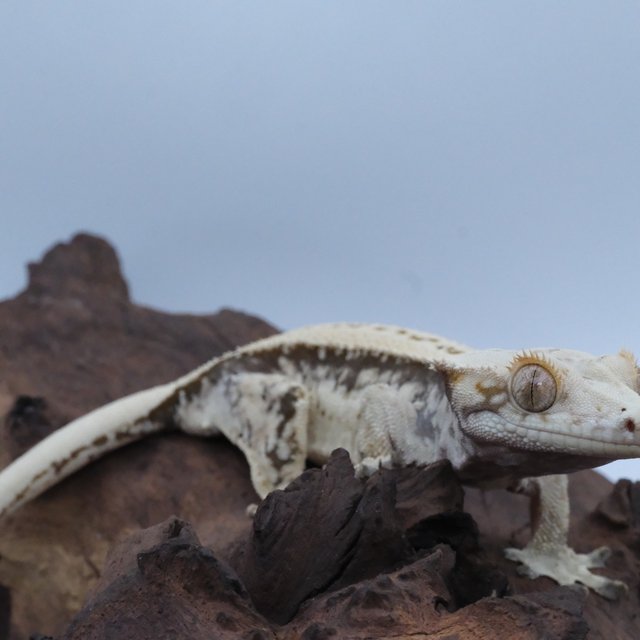 노멀 쿼드 화이트스팟