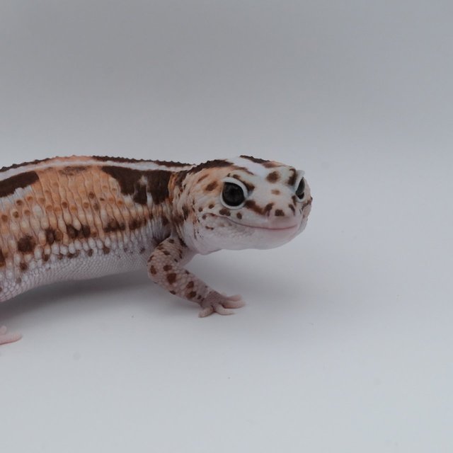 화이트아웃 줄루 헷 고스트 헷 오레오