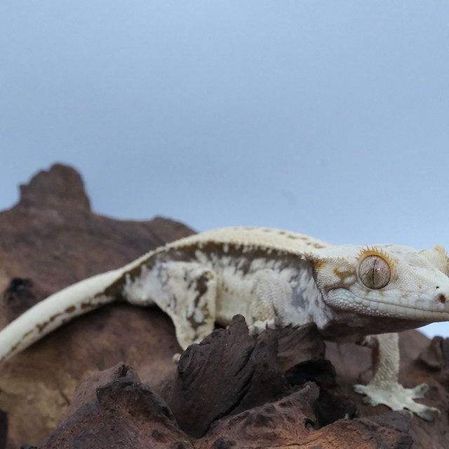 노멀 쿼드 화이트스팟