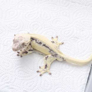 릴리 세이블 솔리드백