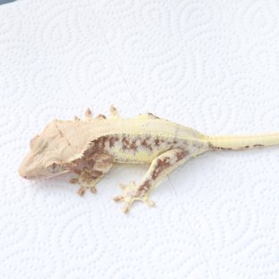 릴리100%헷아잔틱