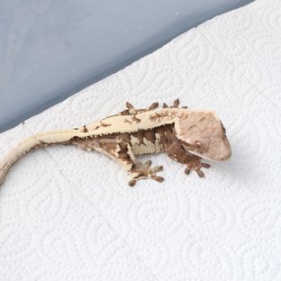 세이블