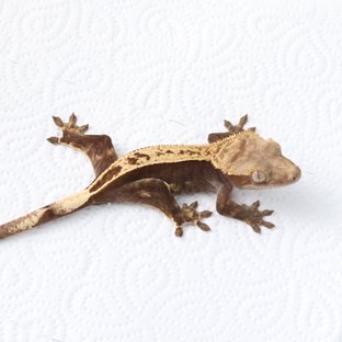 100%헷아잔틱 풀핀