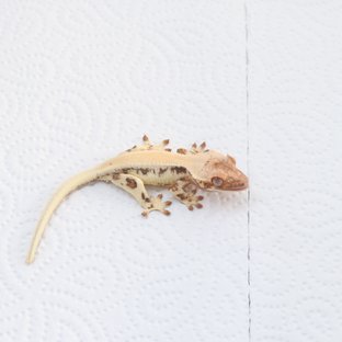 릴리 세이블 솔리드백