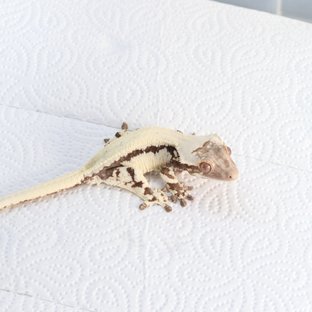 릴리 세이블 100%헷아잔틱