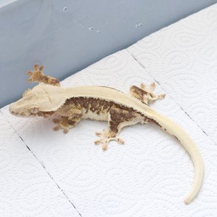 릴리100%헷아잔틱 솔리드백