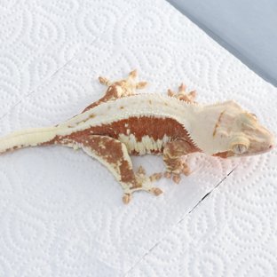 릴리100%헷아잔틱