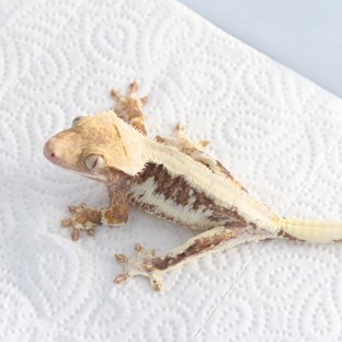 릴리100%헷아잔틱