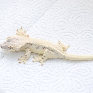 릴리 세이블 솔리드백