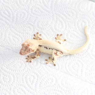 릴리 세이블 솔리드백