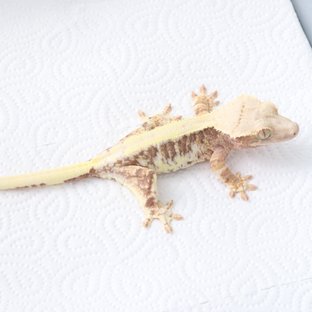 릴리100%헷아잔틱