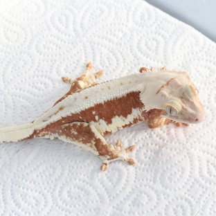 릴리100%헷아잔틱