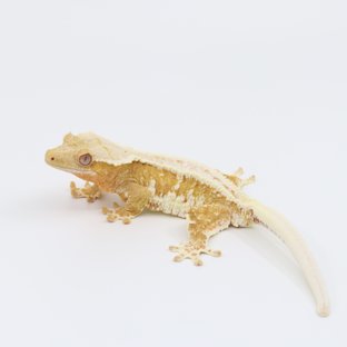 릴리100%헷아잔틱