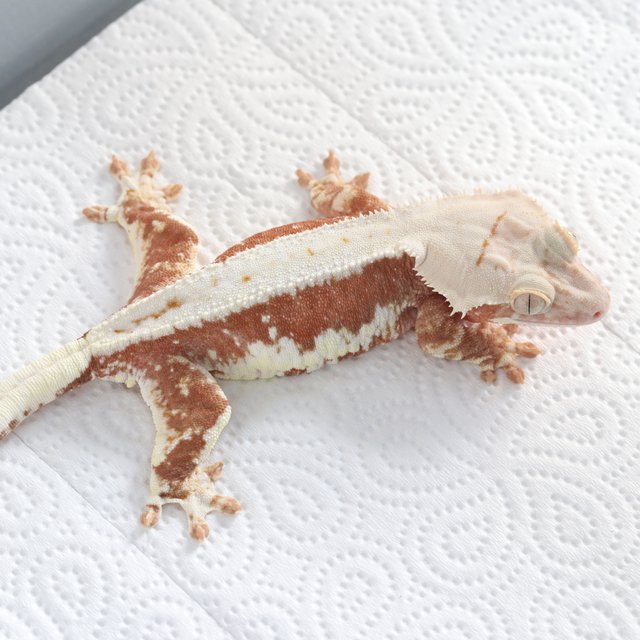 릴리100%헷아잔틱