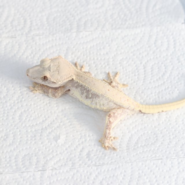 릴리100%헷아잔틱