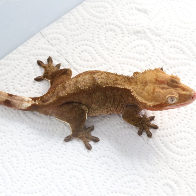 100%헷아잔틱 챠콜