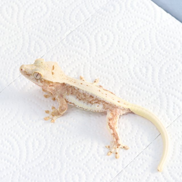 릴리100%헷아잔틱