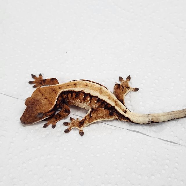 세이블
