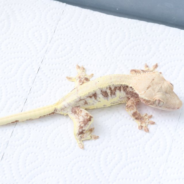 릴리100%헷아잔틱