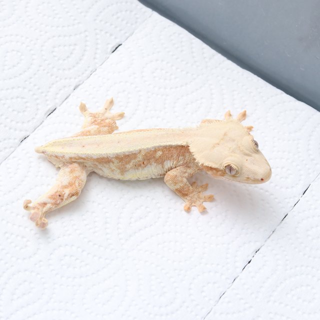 릴리100%헷아잔틱