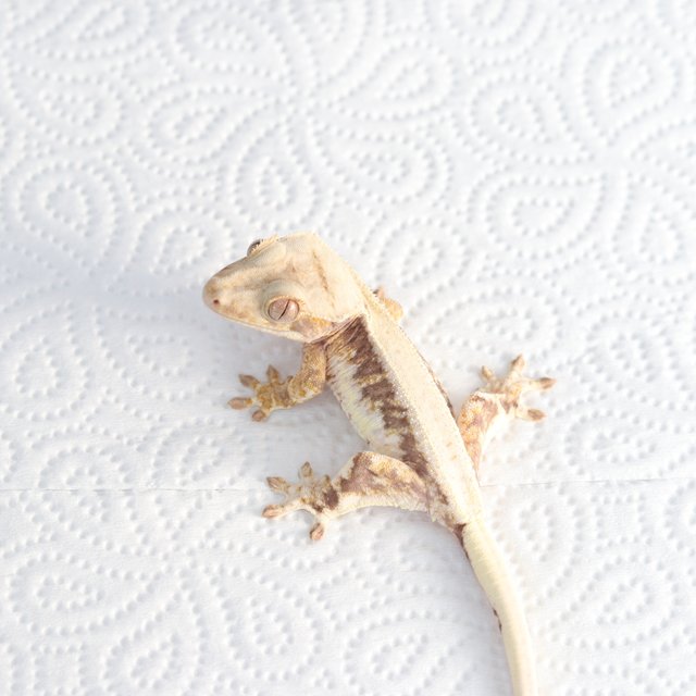 릴리100%헷아잔틱 솔리드백