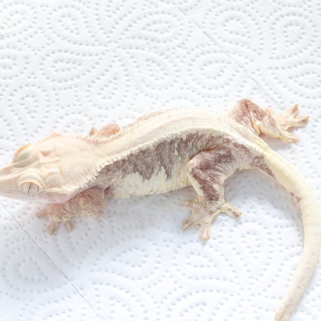 릴리100%헷아잔틱