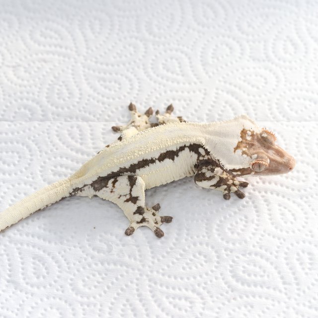 릴리 세이블 100%헷아잔틱