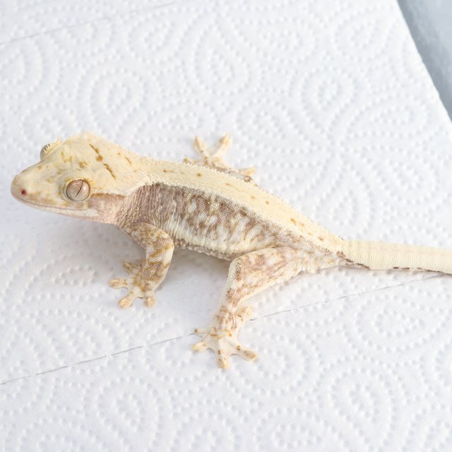 릴리100%헷아잔틱