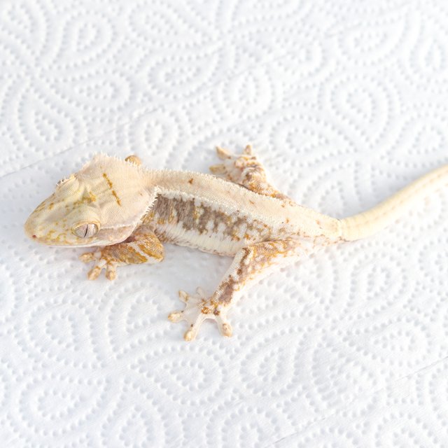 릴리100%헷아잔틱