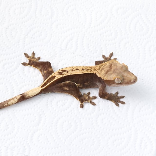 100%헷아잔틱 풀핀