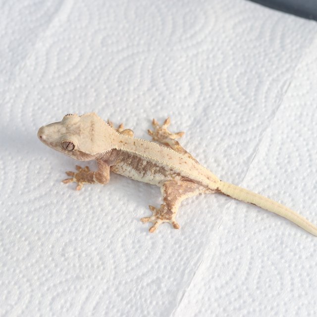 릴리100%헷아잔틱