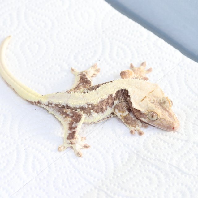 릴리100%헷아잔틱