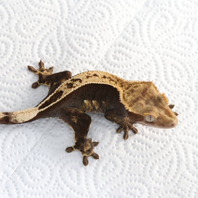 100%헷아잔틱 풀핀