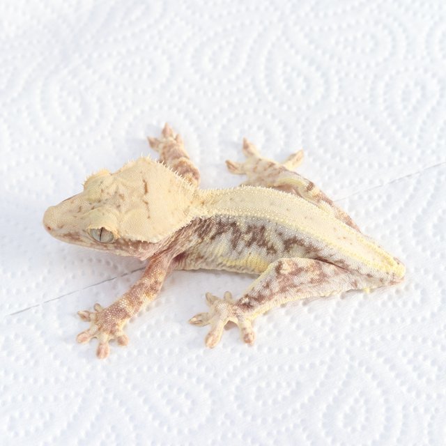 릴리100%헷아잔틱