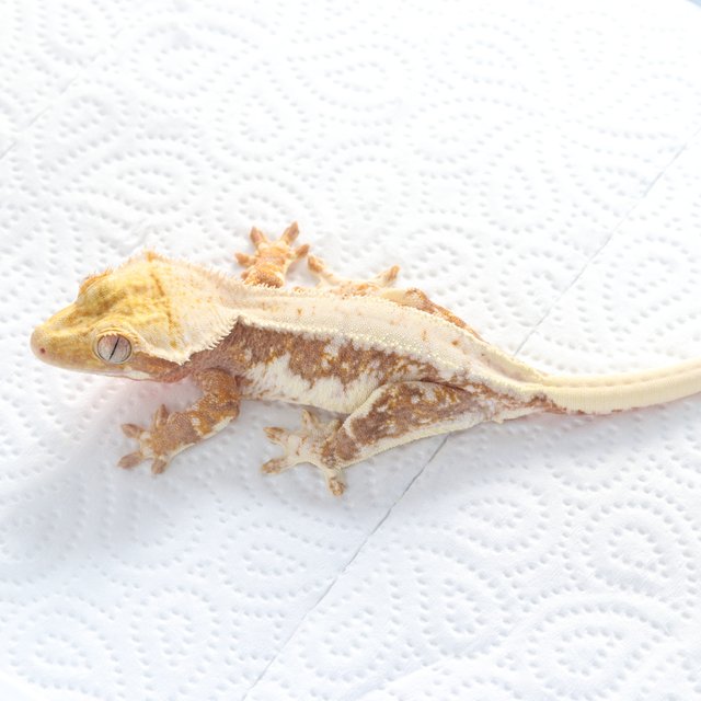 릴리100%헷아잔틱