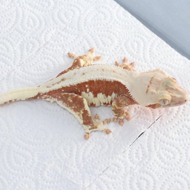 릴리100%헷아잔틱