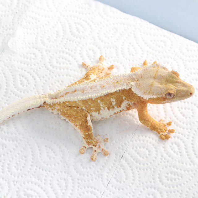 릴리화이트 크림시클