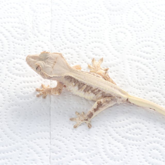 릴리100%헷아잔틱 솔리드백