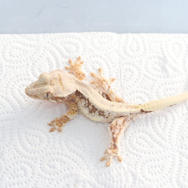 릴리100%헷아잔틱