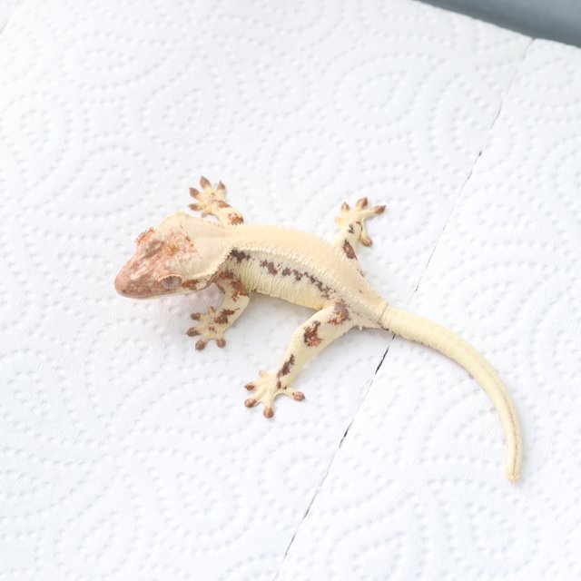 릴리 세이블 솔리드백