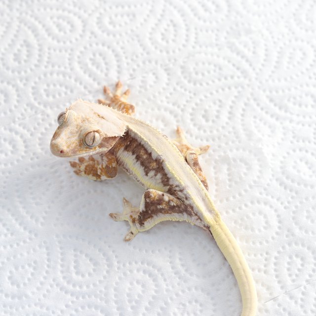 릴리100%헷아잔틱 솔리드백