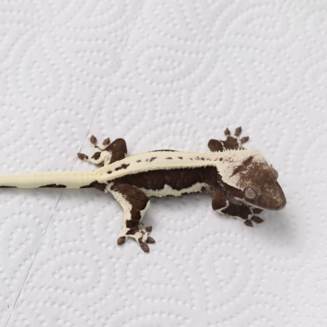릴잔틱