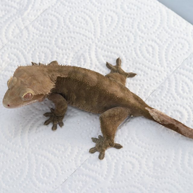 100%헷아잔틱 챠콜