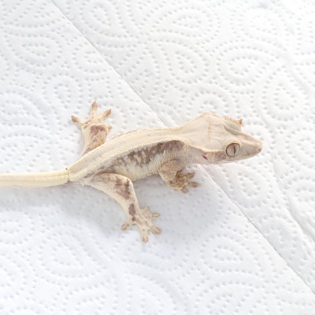 릴리100%헷아잔틱 솔리드백