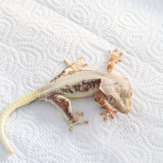 릴리100%헷아잔틱 솔리드백