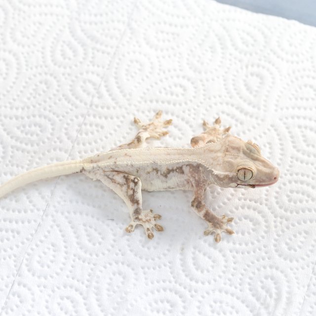 릴리100%헷아잔틱