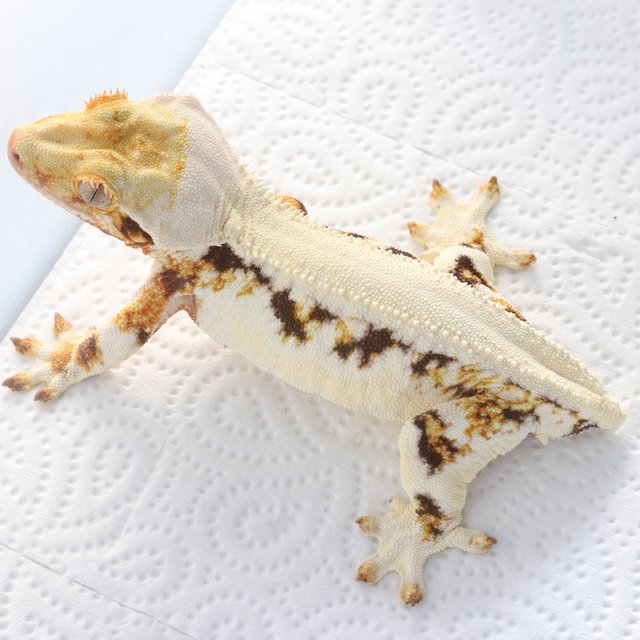 릴리화이트 솔리드백