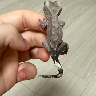 아잔틱